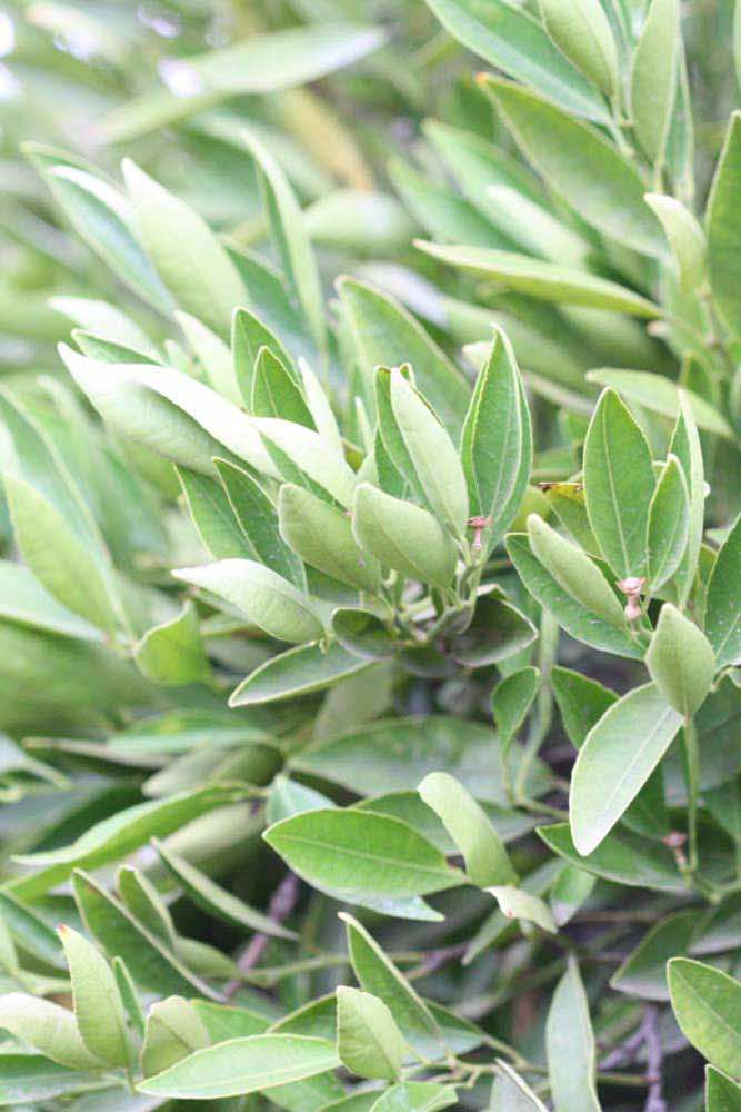              Sun leaves (Riverside, CA)       